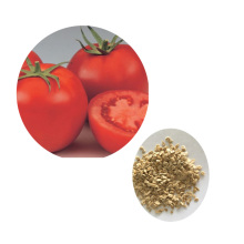 Suntoday plantio indeterminado grande híbrido vermelho F1 chinês newton tomate sementes (22030)